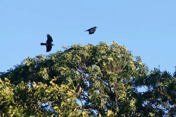 Pássaros Voando Acima Árvores Verdes Burnham North Lincolnshire Inglaterra — Fotografia de Stock