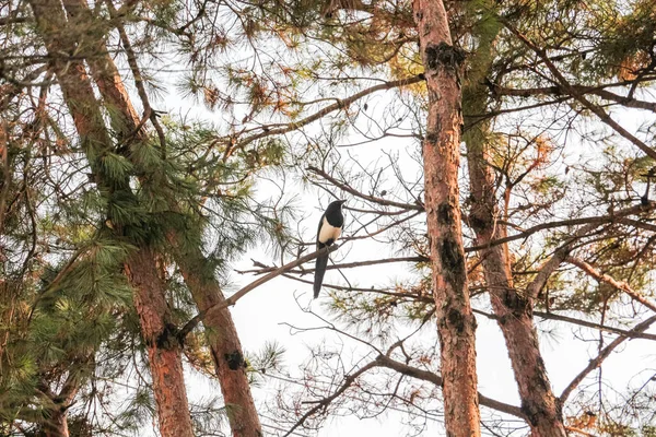 Uma Pequena Magpie Eurasiática Empoleirada Galho Árvore Inverno — Fotografia de Stock