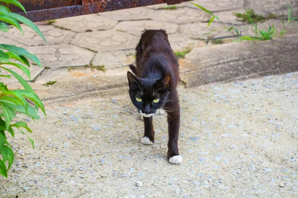 Een Zwarte Schattige Kat Tuin — Stockfoto