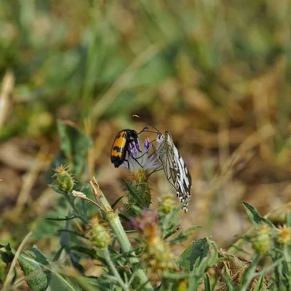 Mise Point Sélective Papillon Scarabée Perchés Sur Une Fleur — Photo