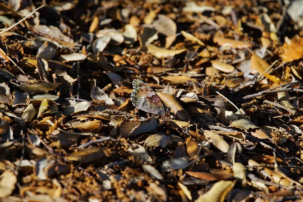 Una Mariposa Posada Sobre Hojas Secas Otoño Día Soleado —  Fotos de Stock