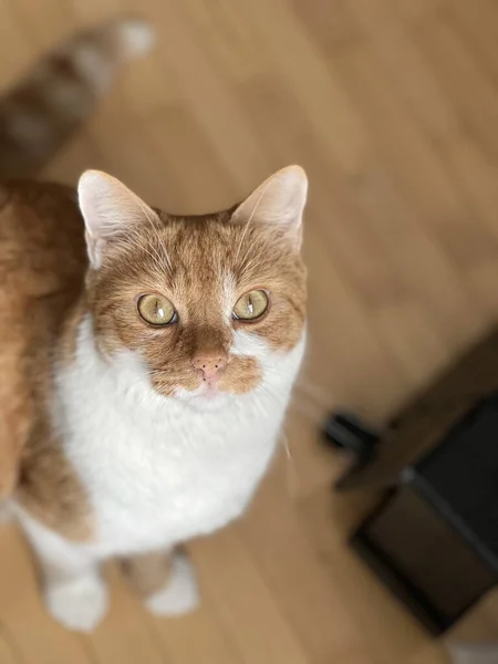 Vertical Macro Shot Orange White Cat Looking Camera Indoors — Stock Photo, Image