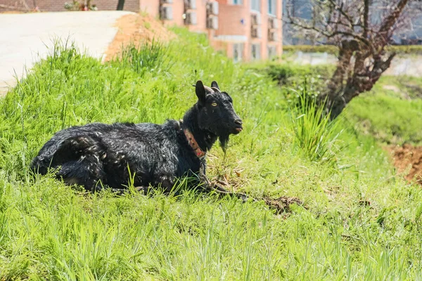 Una Cabra Negra Yaciendo Gras Verde — Foto de Stock