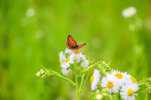 Butterfly Chamomile Flowers — Stock Photo, Image