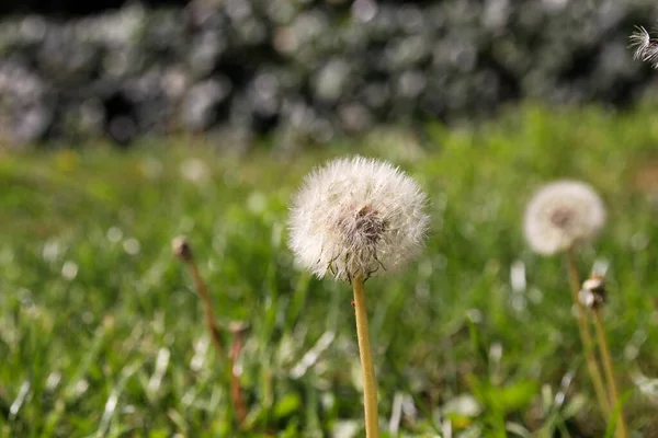 Une Mise Point Sélective Une Balle Gonflée Pissenlit Dans Jardin — Photo