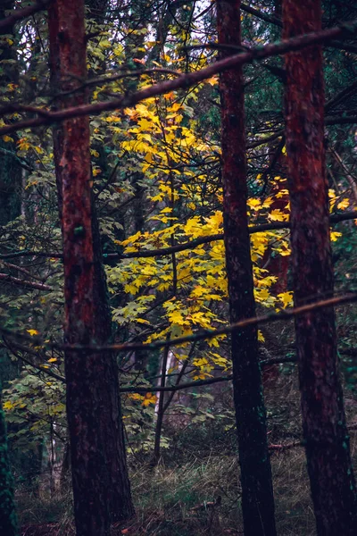 Bosque Pinos Otoñales Curonian Spit Lituania —  Fotos de Stock