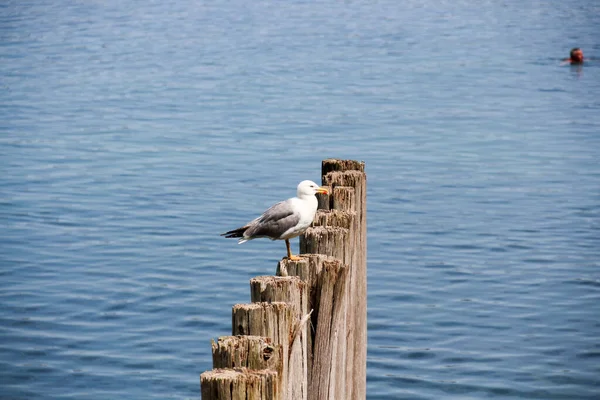 Side View Beautiful White Cute European Herring Seagull Perched Wooden — Stock Photo, Image