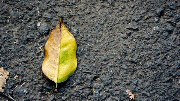 Primo Piano Una Foglia Spuntata Terra — Foto Stock