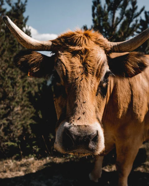 Tiro Close Uma Vaca Marrom Com Moscas Nariz — Fotografia de Stock