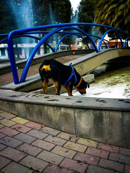 Retrato Perro Negro Cerca Del Puente Manchester Reino Unido — Foto de Stock