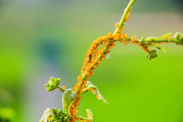 Een Groene Plant Met Veel Bladluizen Een Wazige Achtergrond — Stockfoto