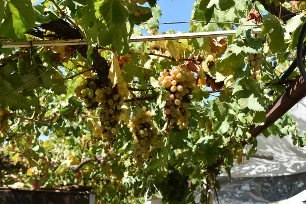Uvas Brancas Crescentes Nas Vinhas Vinha — Fotografia de Stock