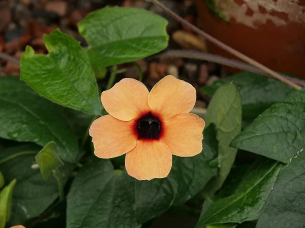ツンベリアの花のクローズアップショット — ストック写真