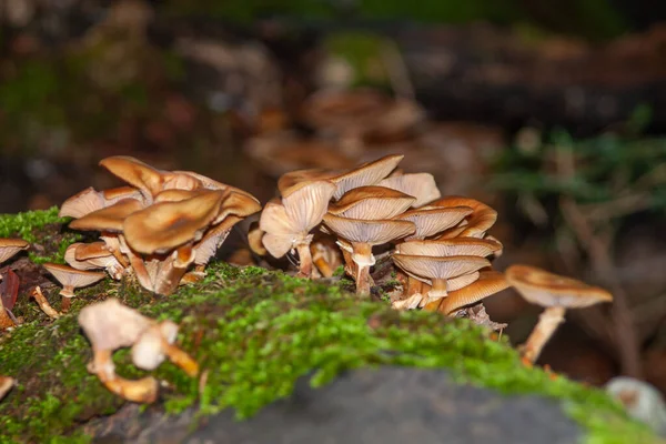 버섯을 클로즈업 — 스톡 사진