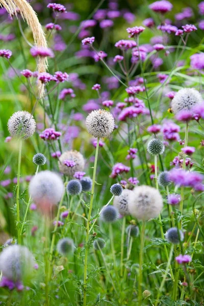 Closeup Purple Flowers — Stock Photo, Image