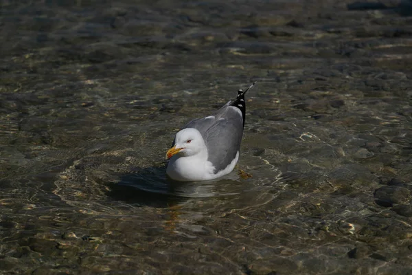 Hvit Måke Med Åpne Vinger Sitt Naturlige Habitat – stockfoto