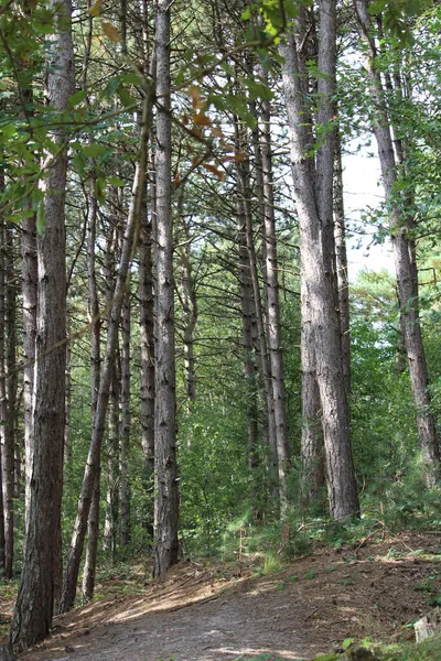 Stezka Zeleném Lese Nebo Parku Jaře — Stock fotografie