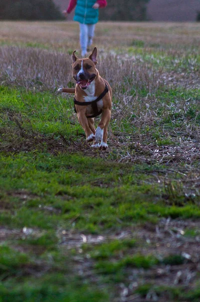 Fecho Vertical American Staffordshire Terrier Livre Burnham North Lincolnshire Inglaterra — Fotografia de Stock