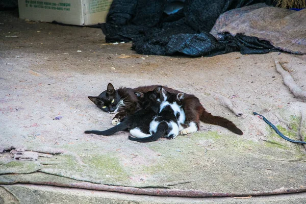 Een Wilde Kat Met Zijn Kittens Buiten — Stockfoto