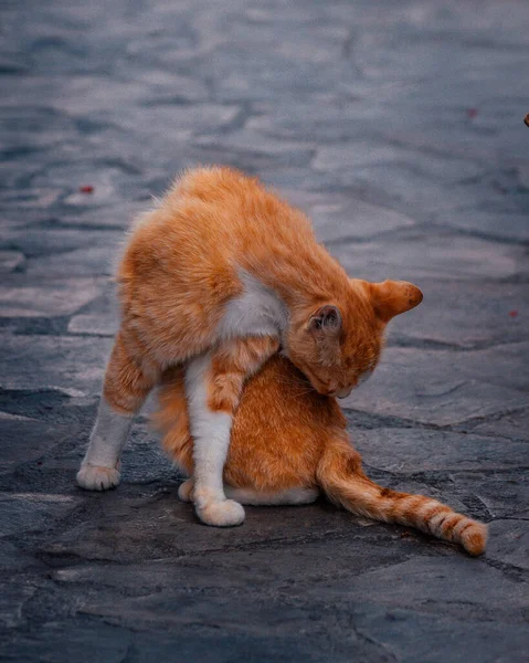 Primer Plano Gato Amarillo — Foto de Stock