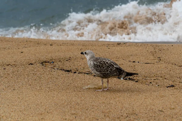 Una Hermosa Vista Una Gaviota Una Playa Arena — Foto de Stock