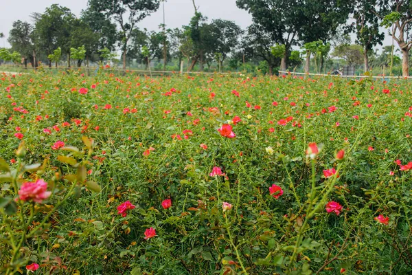 Vakker Utsikt Jorde Fylt Med Blomstrete Rosa Roser Parken – stockfoto