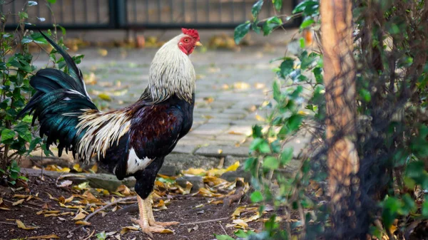 一只公鸡站在院子里的特写镜头 — 图库照片