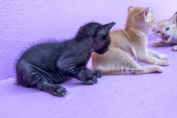 Gatinhos Adoráveis Perto Uma Parede — Fotografia de Stock