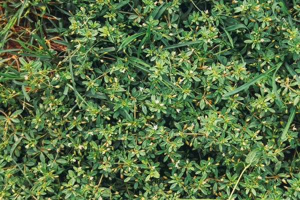 Closeup Growing Green Plants Park — Stock Photo, Image