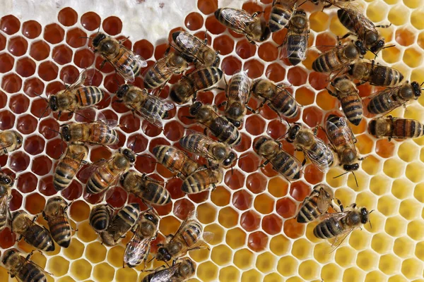 蜂の巣の密室 — ストック写真