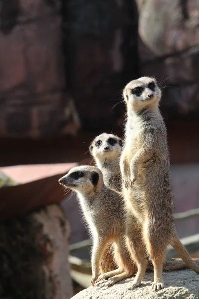 Drie Stokstaartjes Hun Natuurlijke Habitat — Stockfoto