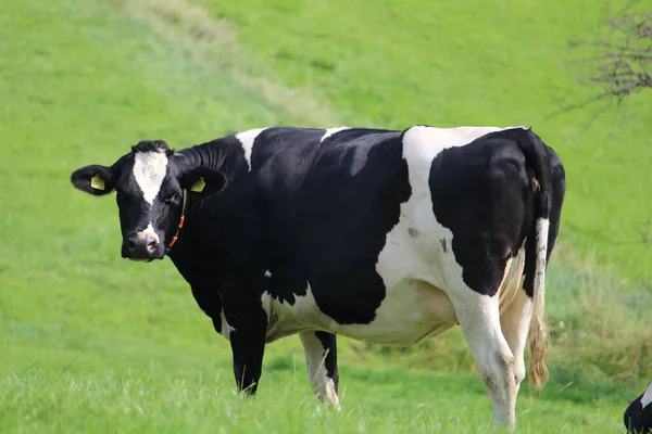 Корова Пасущаяся Зеленом Поле — стоковое фото