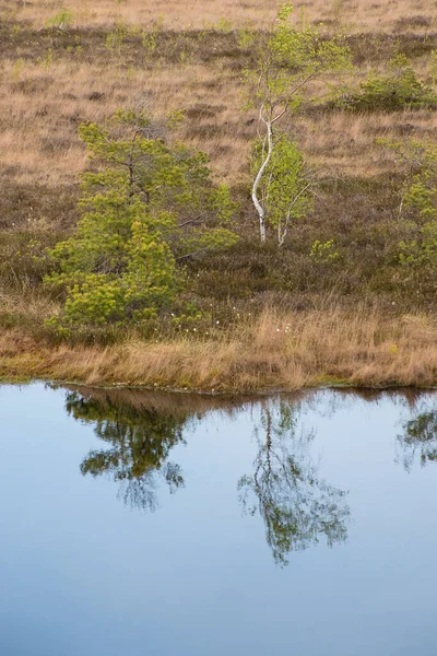 Eine Vertikale Aufnahme Des Aukstumalos Sumpfes Litauen — Stockfoto