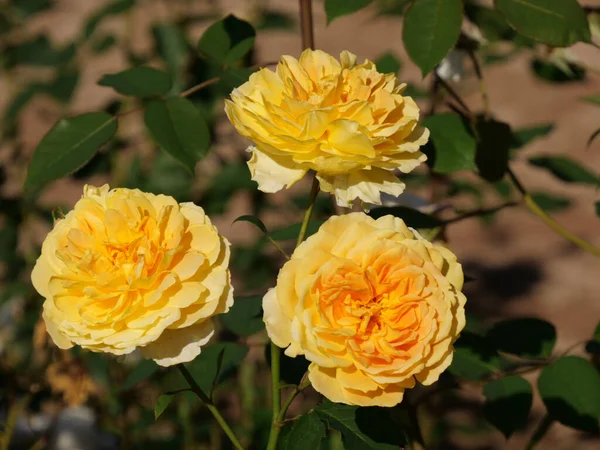 一张黄色花园玫瑰的特写照片 — 图库照片