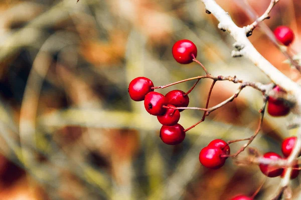 Een Close Shot Van Herfst Rode Bessen — Stockfoto