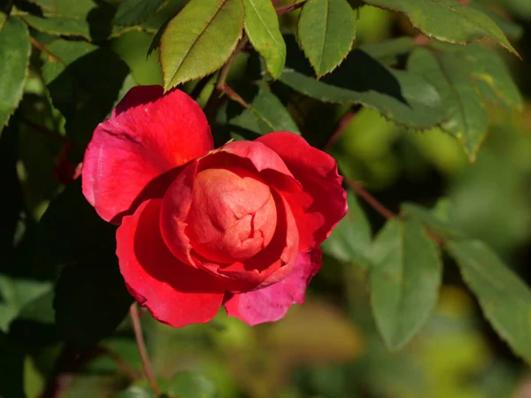 Gros Plan Une Rose Jardin Aux Pétales Rouges — Photo