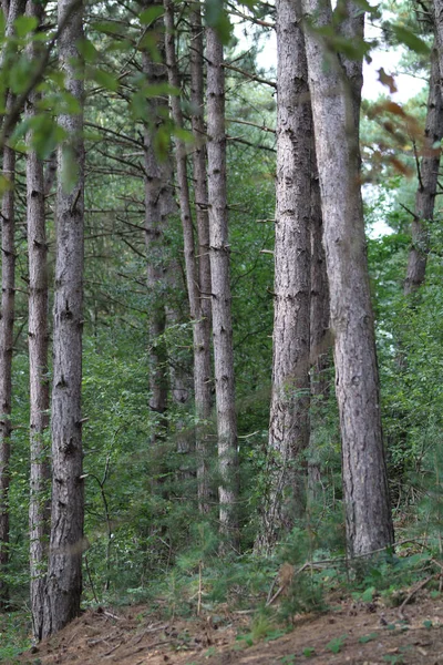 Stromy Pěstované Zeleném Lese Nebo Parku Jaře — Stock fotografie