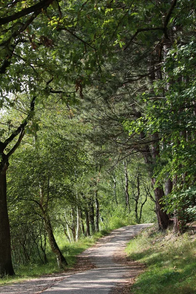 Egy Gyalogút Zöld Erdőben Vagy Parkban Tavasszal — Stock Fotó