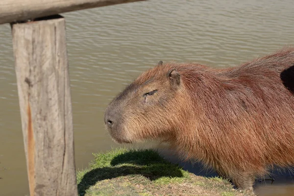 Närbild Stor Lurvig Capybara — Stockfoto