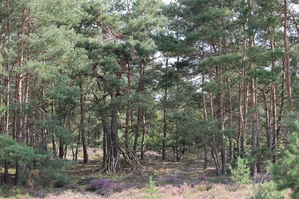 Yeşil Ormanda Yetişen Ağaçlar Baharda Parklar — Stok fotoğraf
