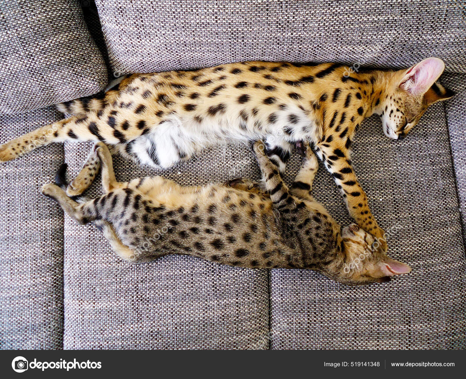 Full Grown Serval Cat Domestic Cat Savannah Cat F5 Full Grown