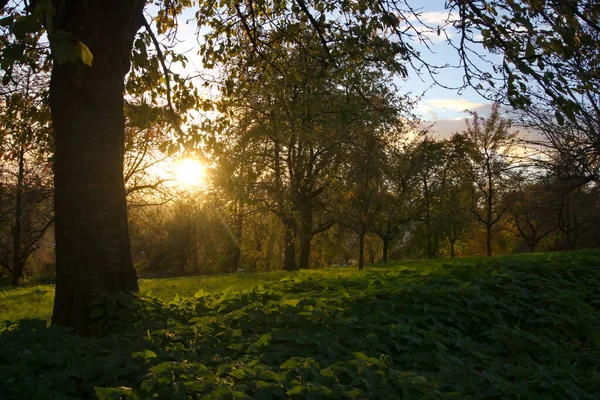 Güneş Doğal Bahçenin Üzerinde Batar Elma Ağaçları Mavi Gökyüzü — Stok fotoğraf