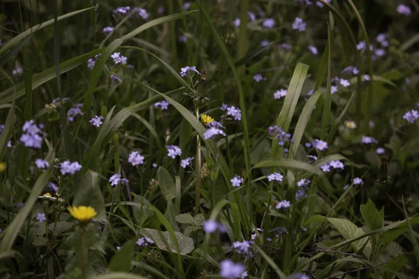 Schöne Wildblumen Auf Dem Feld — Stockfoto