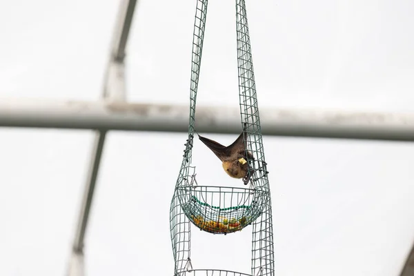 Eine Flauschige Fledermaus Frisst Nahrung Während Sie Auf Einem Netz — Stockfoto