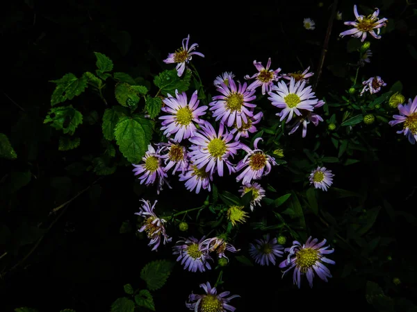 Eine Nahaufnahme Von Hellvioletten Astern Der Nacht — Stockfoto