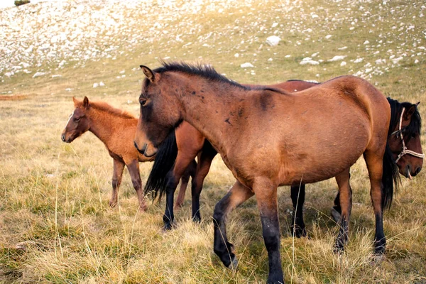 Uma Manada Cavalos Pastando Nas Colinas — Fotografia de Stock
