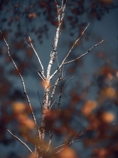 Piękny Widok Jesiennych Drzew Błękitnym Tle Nieba — Zdjęcie stockowe