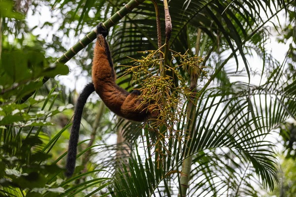 動物園の木の枝から吊るされたキツネザルの風景 — ストック写真