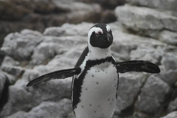 岩の多い海岸でペンギンのクローズアップショット — ストック写真