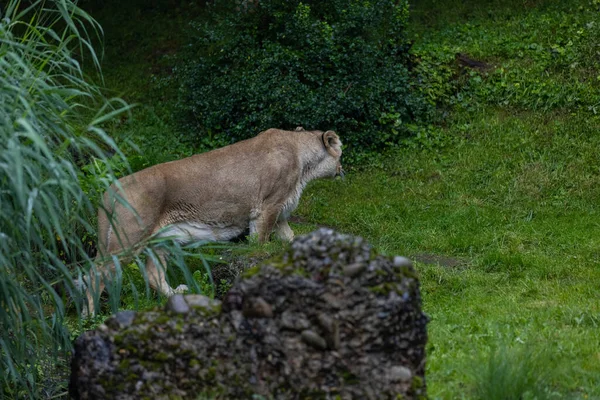 森の中のライオンの景色 — ストック写真